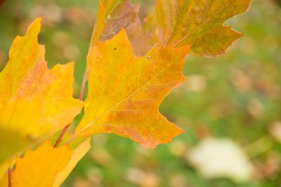 Platanus occidentalis - platan západní - list podzim